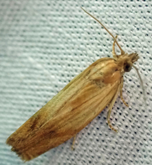Eucosma radiatana
