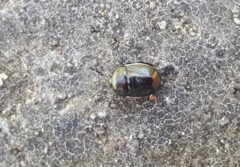 Legnotus limbosus