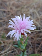 Lampranthus