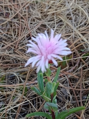 Lampranthus