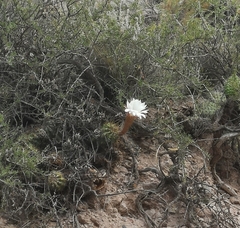 Trichocereus candicans
