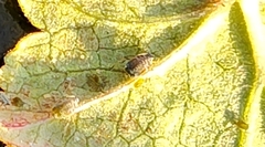 Aphis gossypii