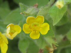 Erythranthe moschata