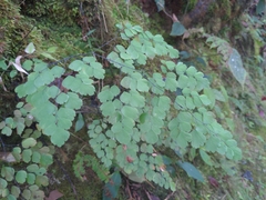 Adiantum