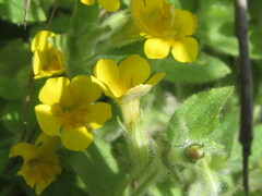 Erythranthe moschata