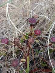 Lampranthus