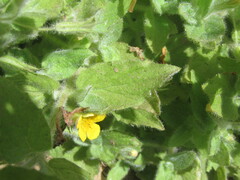 Erythranthe moschata