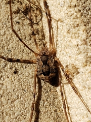 Odiellus pictus