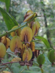 Maxillariinae
