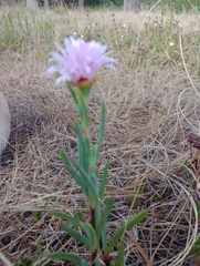 Lampranthus