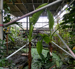 Typhonodorum lindleyanum