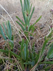 Lampranthus