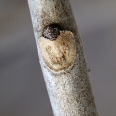 Melioides