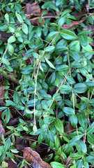 Vinca minor