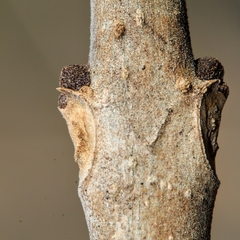 Melioides