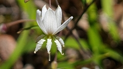 Arthropodium candidum