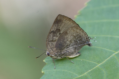 Panthiades hebraeus