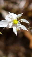 Arthropodium candidum