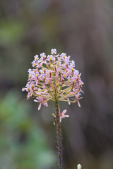 Epidendrum ibaguense