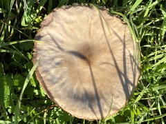 Melanoleuca melaleuca