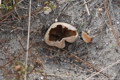 Peziza ammophila