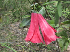 Lapageria rosea