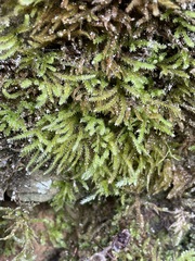 Eurhynchium striatum