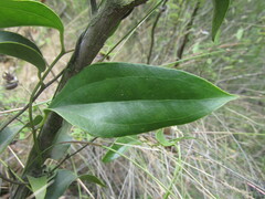 Lapageria rosea