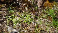 Arthropodium candidum