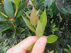 Metrosideros umbellata