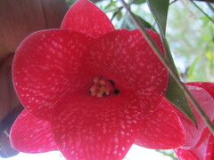 Lapageria rosea