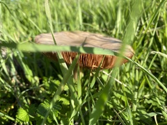 Melanoleuca melaleuca