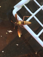 Polistes major