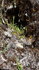Arthropodium candidum