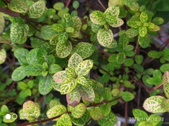 Pilea nummulariifolia