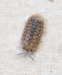 Agabiformius lentus