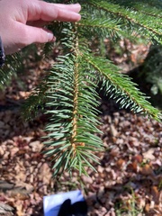 Picea