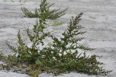 Oxybasis chenopodioides