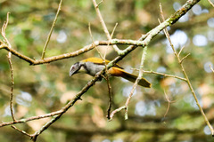 Saltator atriceps