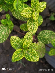 Pilea nummulariifolia