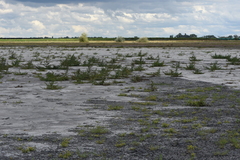 Oxybasis chenopodioides