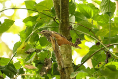 Campylorhynchus zonatus