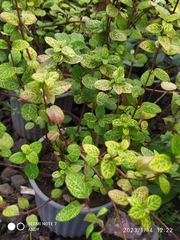 Pilea nummulariifolia