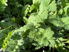 Erodium