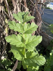 Erodium
