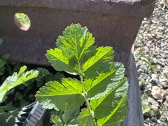 Erodium