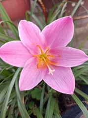 Zephyranthes rosea