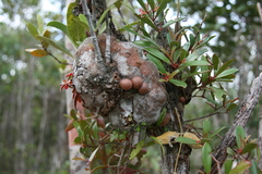 Hydnophytum formicarum