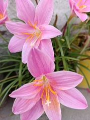 Zephyranthes rosea