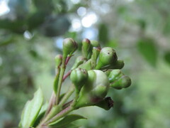 Luma apiculata